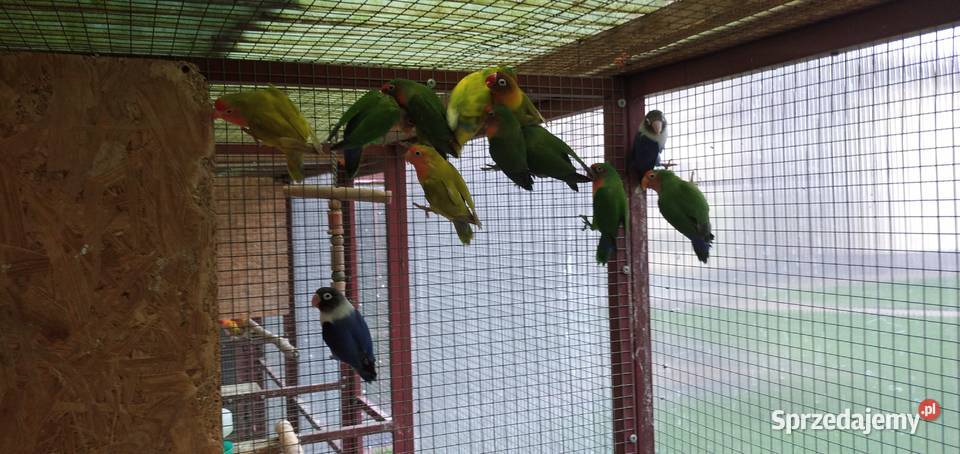 Sprzedam papugi czerwonoczelne i faliste
