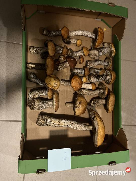 Grzyby warmińsko-mazurskie Wójtowo