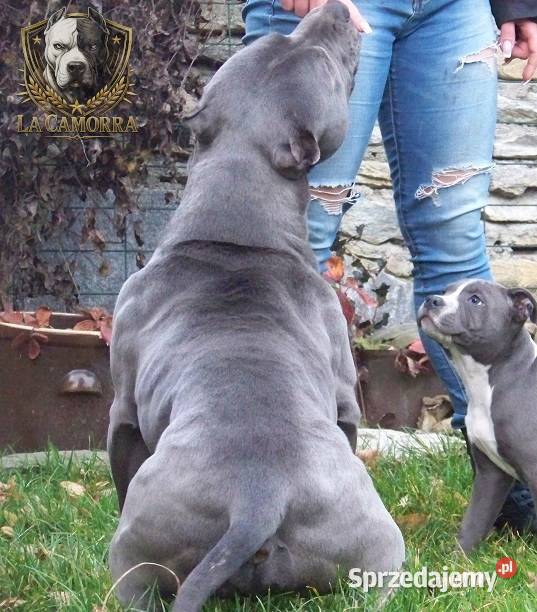 American Staffordshire Terrier Blue Paczków