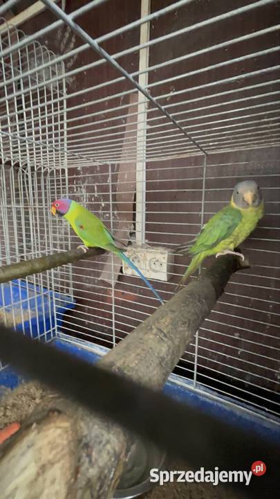 Alexandretty śliwogłowe para Strzegom sprzedam