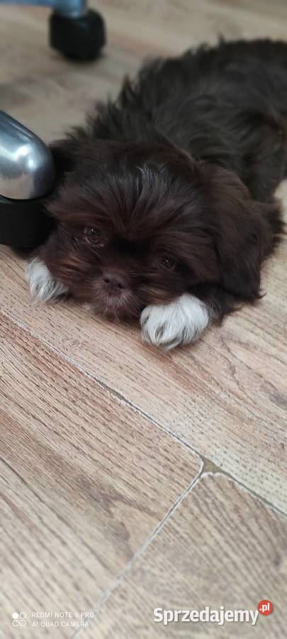 Czekoladowe Shihtzu SWKiPR WKU PPK Shih Tzu Łódź