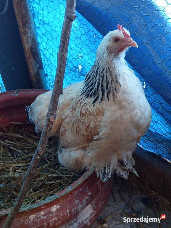 Sprzedam kury kochinki miniaturki sprzedam