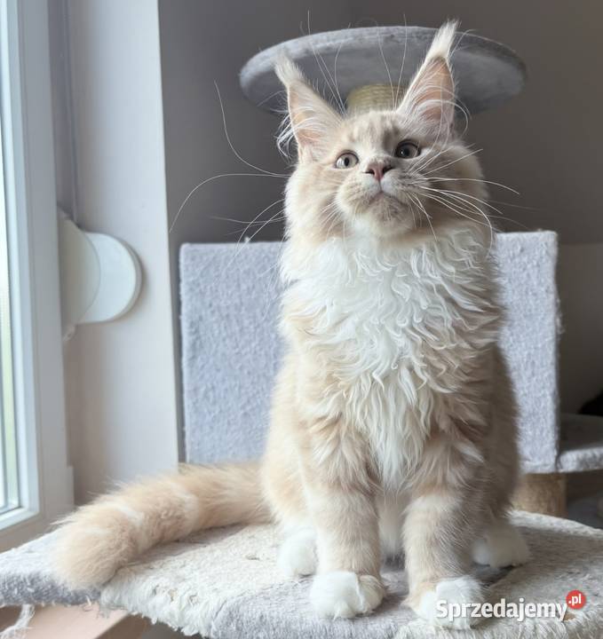 Maine Coon Rudo biały