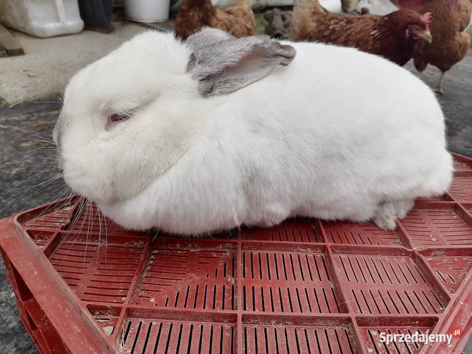 Samica królika Kakonin