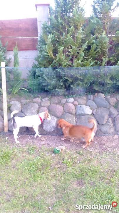 Domowy hotel psów małe rasy bez klatek Luzino