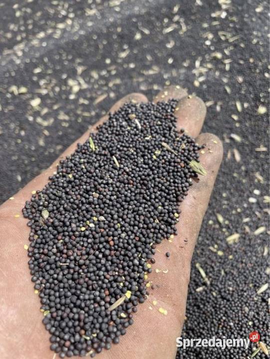 Rzepak na pasze 2025 Julianpol