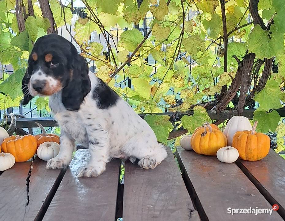 Cocker spaniel angielski Kowal