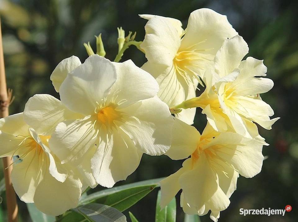 Sadzonki oleander o pełnych pachnących kwiatach Wadowice sprzedam