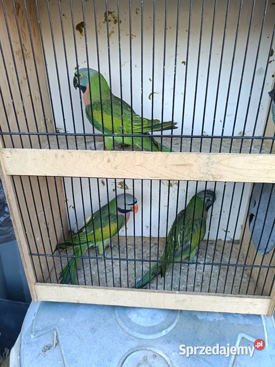 Sprzedam papugi