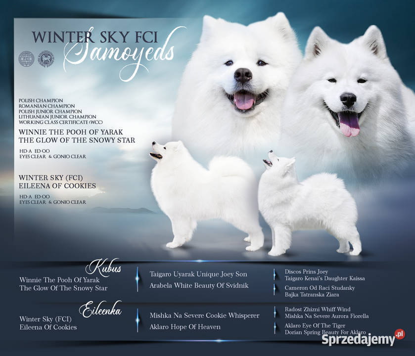 Samoyed/ samojed Winter Sky FCI