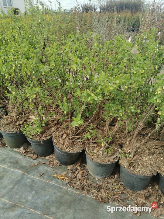 Jagoda kamczacka Chrzanowo-Bronisze