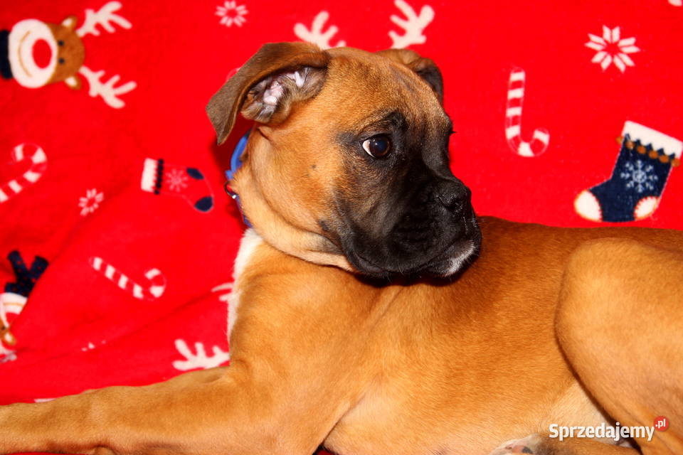 Piesek DOLAR Bokser z hodowli Family Bokser