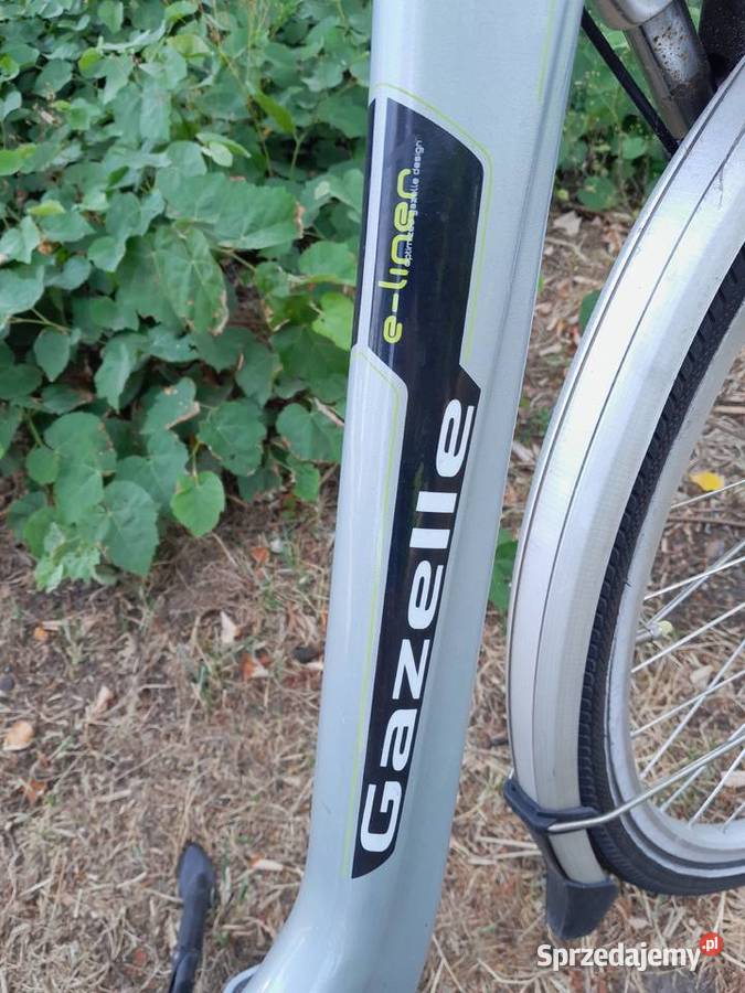 DAMKA GAZELLE lubelskie Łuków