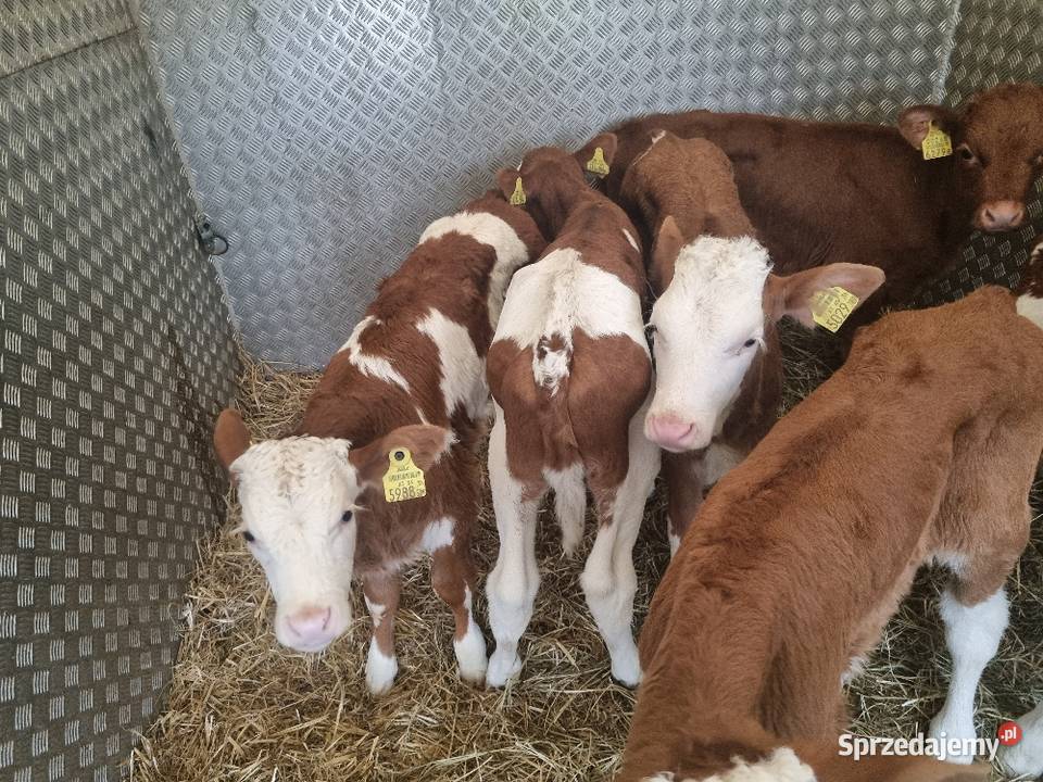 Byczki Jalowki Mięsne Sieradz
