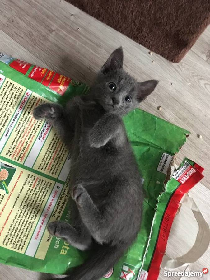 Kociaki Rosyjskie Błękitne Łódź