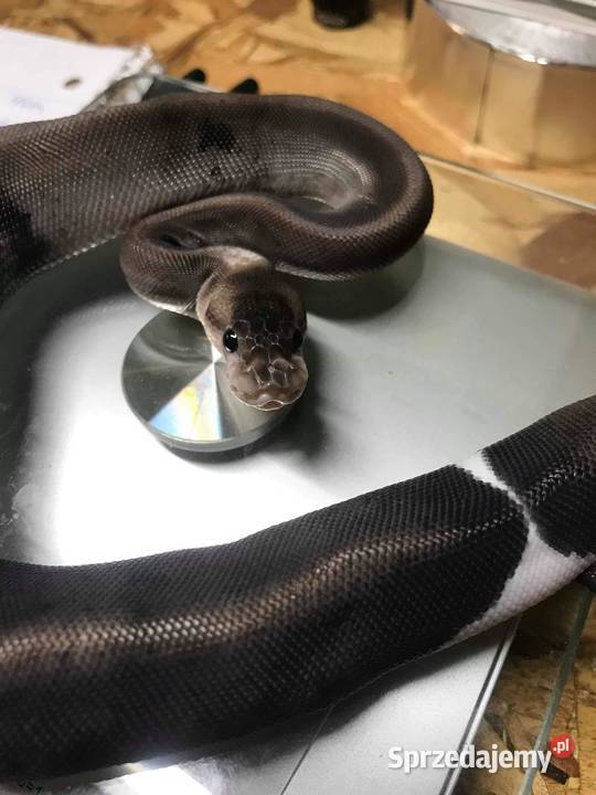 Waż pyton królewski 8ball Pruszków