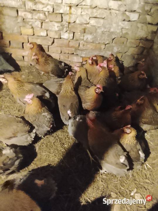 Zielononozki Kury nioski lubuskie Brzeźno