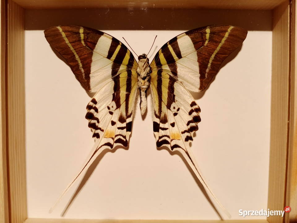 Motyl w ramce Graphium androcles Indonezja Szczecin sprzedam
