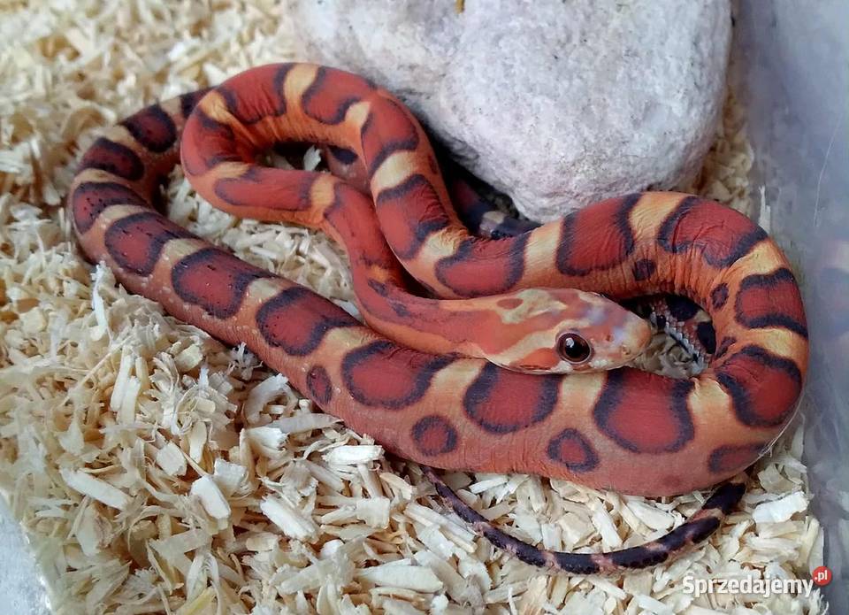 Wąż zbożowy węże zbożowe zbożówka SCALELESS bez Gady i płazy Warszawa sprzedam