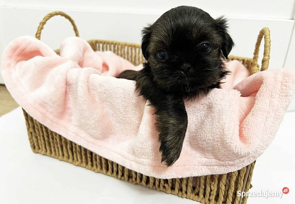 Shih tzu maleństwo Świdnica