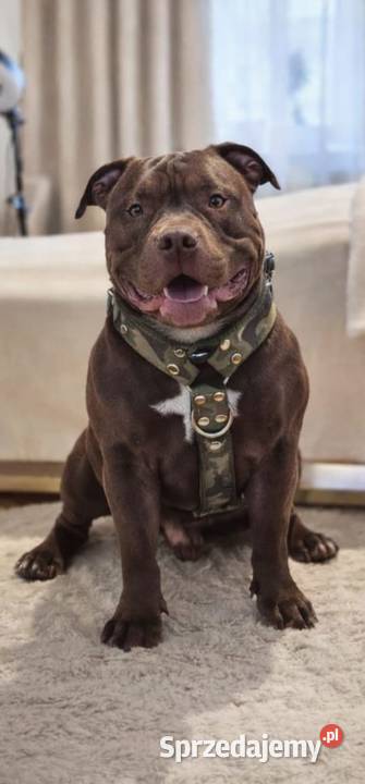 Krycie American Bully Standard Mielec usługa dla zwierząt