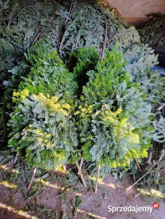 Wieńce wiązanki stroisz jodłowy Pozostałe lubelskie Lublin