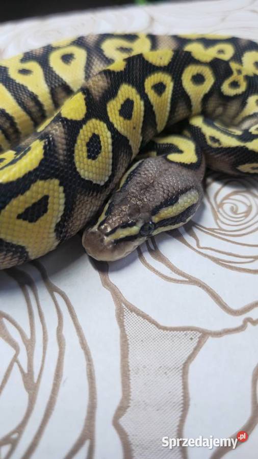 Wąż pyton królewski python regius samica Gady i płazy Wrocław