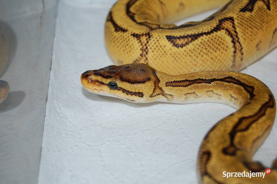 Pyton Królewski samica Spotnose Orange Dream Gady i płazy