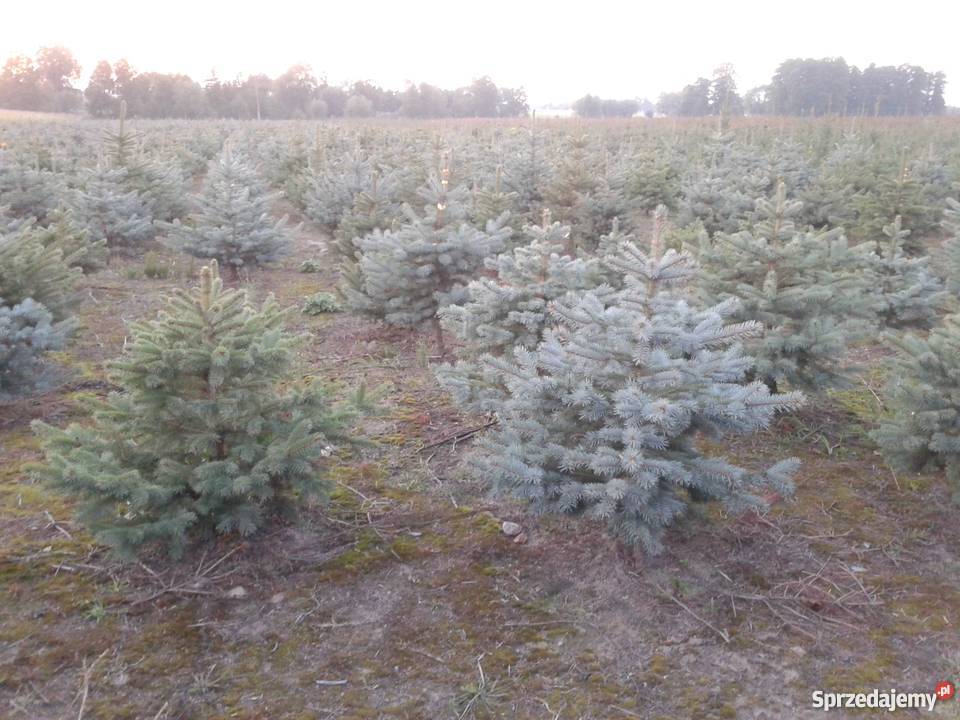 Świerk srebrny kaibab Świerk serbski omorica Sierpc