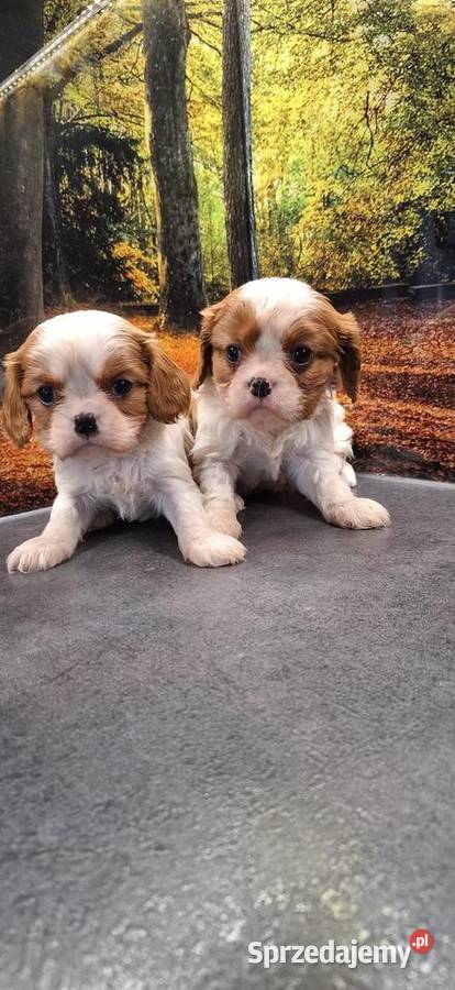 Cavalier King Charles Spaniel Przysucha sprzedam