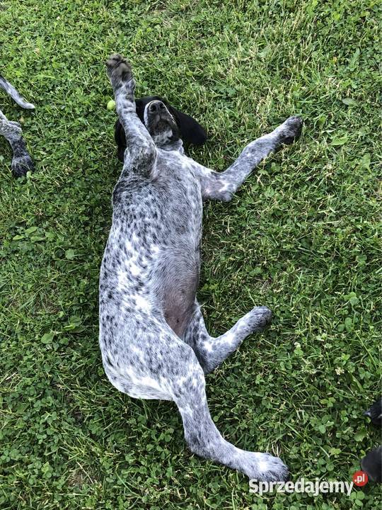 Szczeniaki wyżeł niemiecki krótkowłosy Wadowice