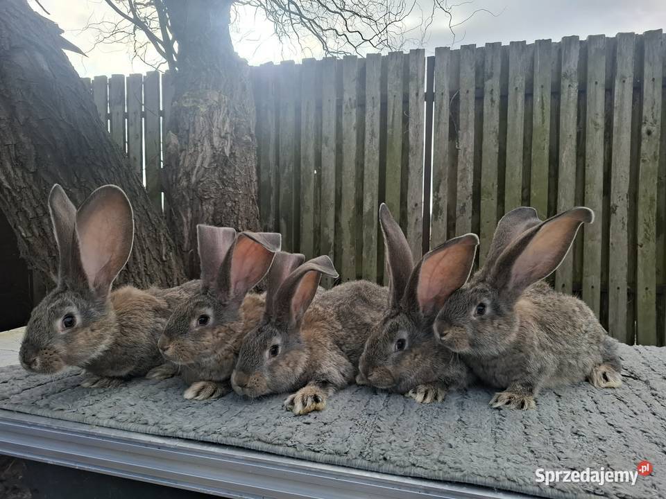 Olbrzymy belgijskie mazowieckie Nowe Kozłowice