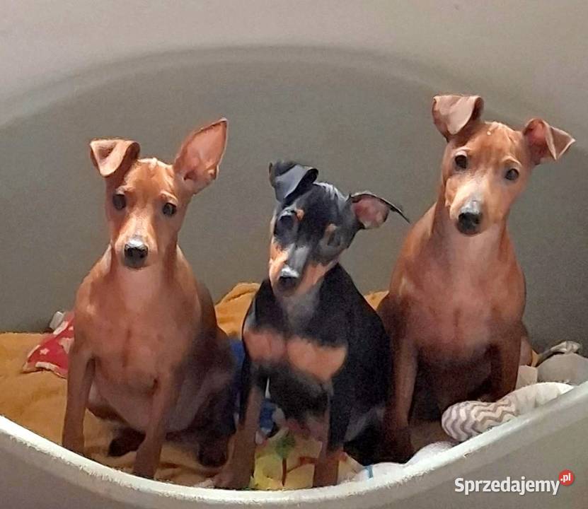 Pinczer pinczery pinczerki miniaturowe z Chojnice
