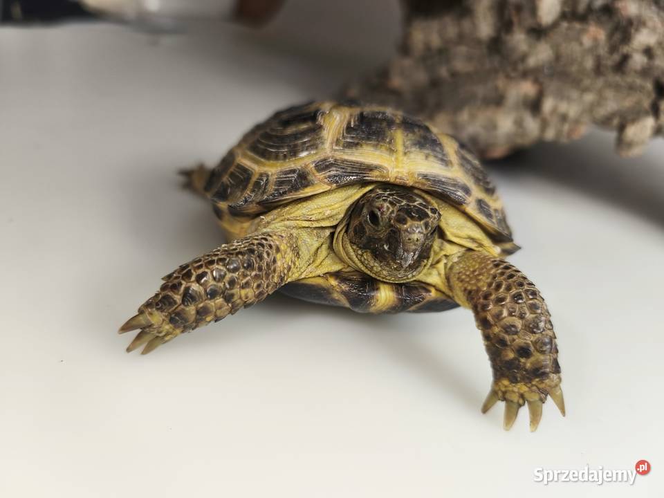 Żółw stepowy Testudo horsfieldii młode gady Gady i płazy dolnośląskie Wałbrzych