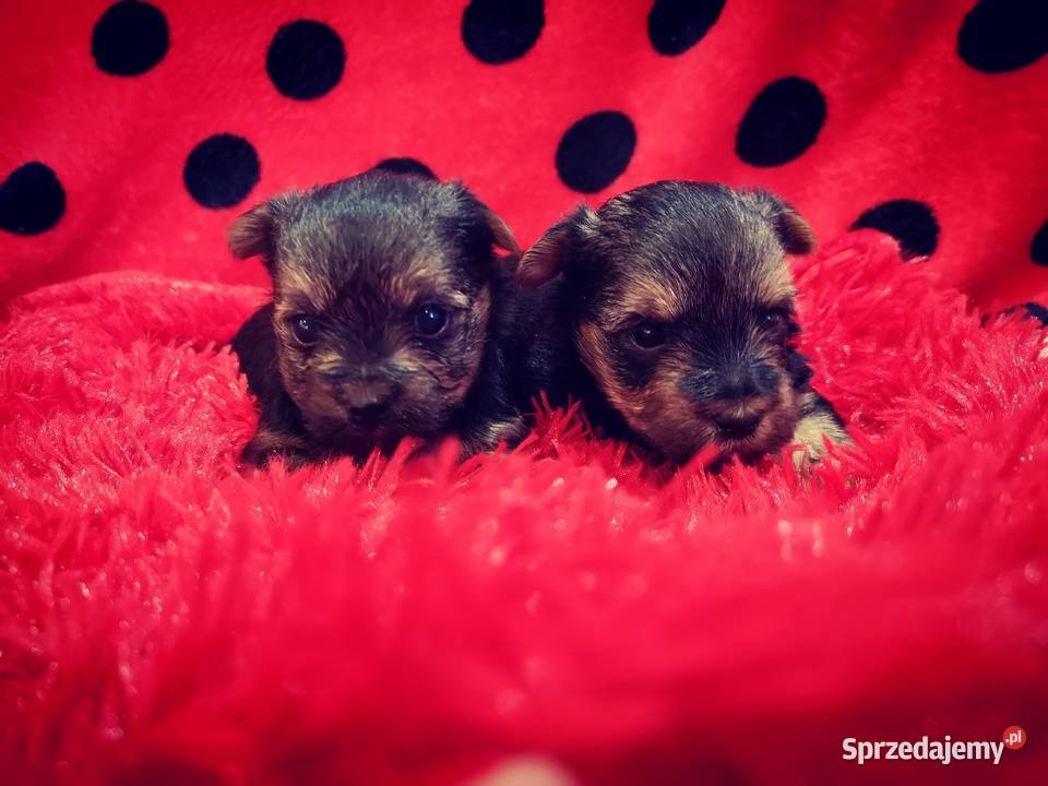 York shire terrier Białystok