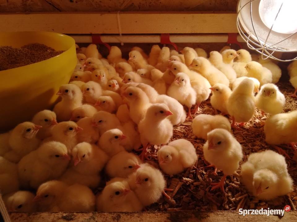 Brojler zagrodowy redbro i gołoszyjki Jelenia Góra sprzedam