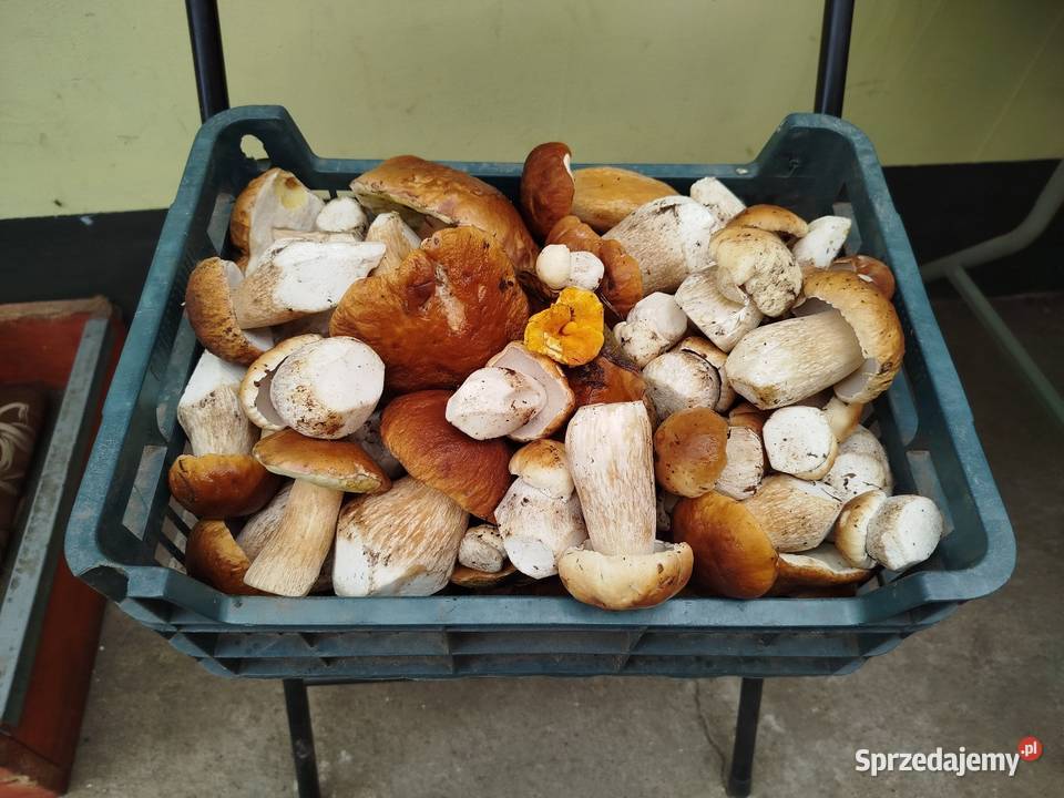 Sprzedam suszone borowiki 100 gram 15 wielkopolskie Bukowiec sprzedam
