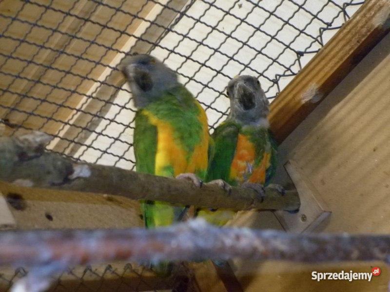 Senegalka Afrykańska Węgrzce