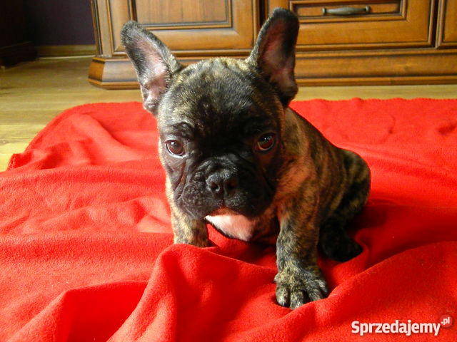 Buldog Francuski śliczny piesekz metryką ZKwP Śrem