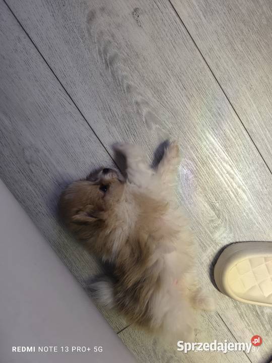 Szpic miniaturowy pomeranian piękny miniaturowy Mielec