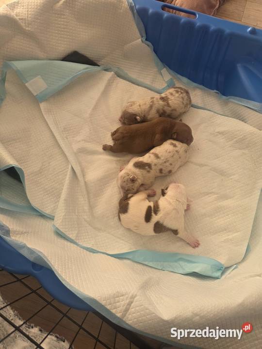 American Bully Pocket Gdańsk