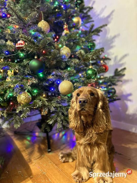 Reproduktor do krycia cockier spaniel angielski Piaseczno sprzedam