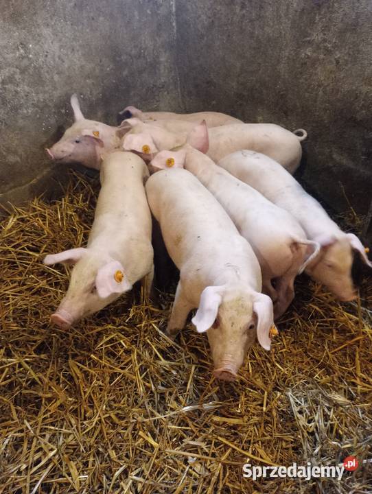 Prosięta 7 kujawsko-pomorskie Chromowola sprzedam