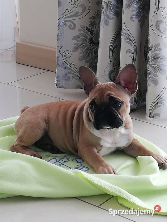 Buldog francuski Siedliska