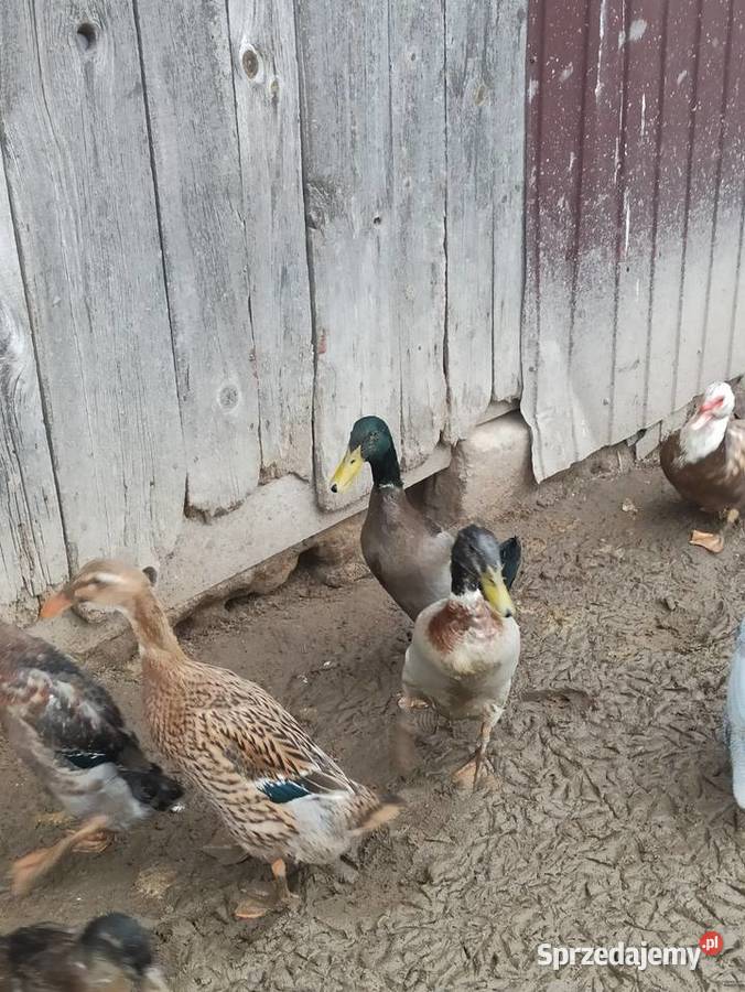 Kaczki biegusy biegusy indyjskie Krasnystaw