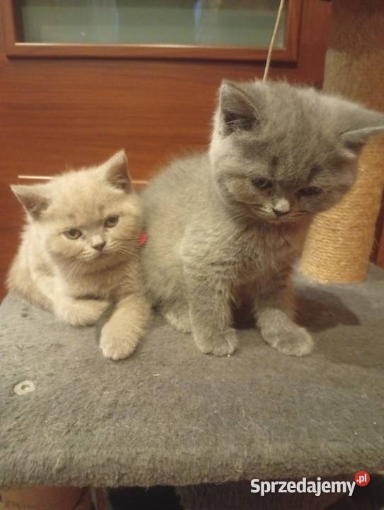 Kotka brytyjska liliowa i niebieska Proszowice