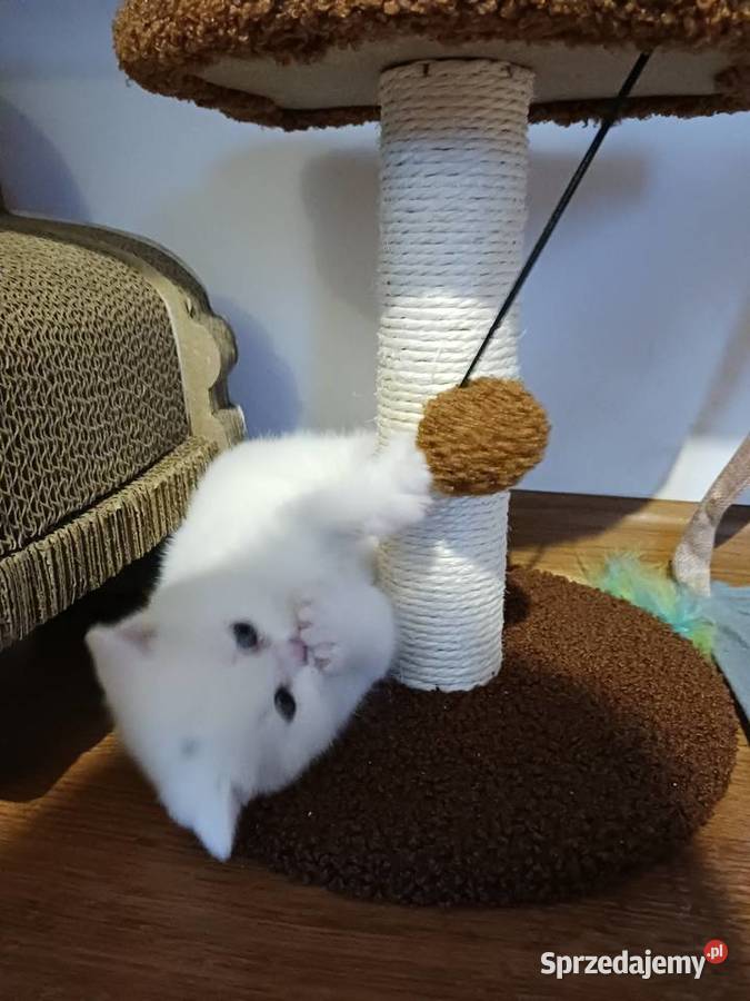 Kocur Brytyjski Smyczyna