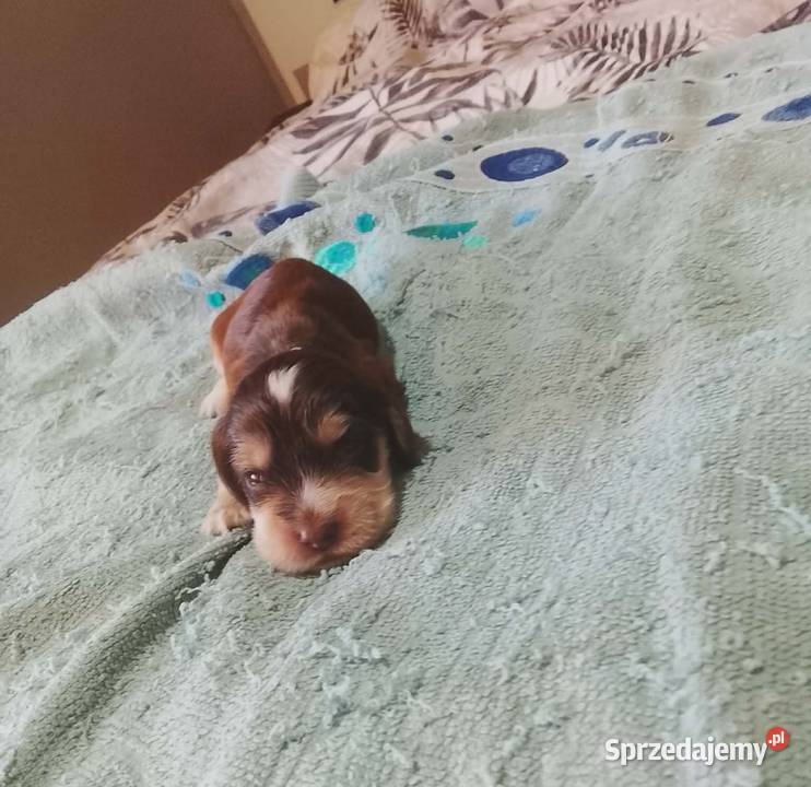 Cocker Spaniel Angielski Piesek Jutrosin