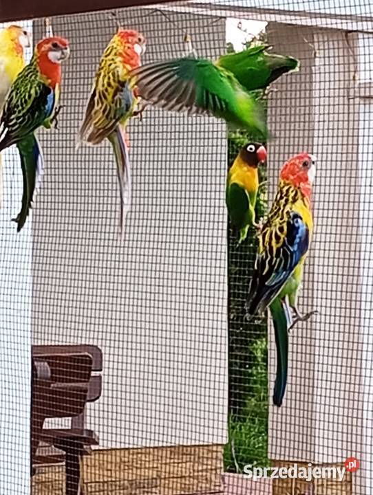 Papugi nierozłączki i rozelle Cierpisz