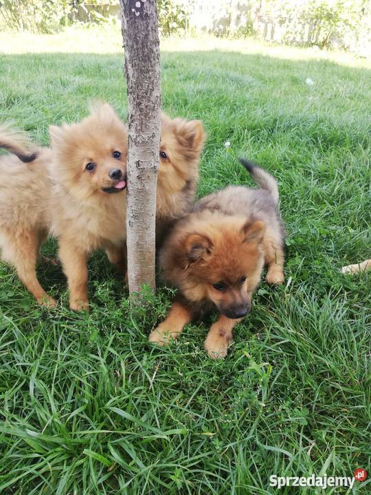 Szpic mały i miniaturowy Małogoszcz